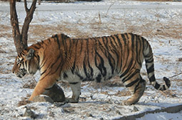 大雪中凶猛的老虎高清桌面壁纸