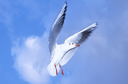 拍摄海边自由翱翔的海鸥动物套图