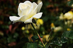 纯洁高贵的白色玫瑰花图片赏析