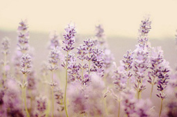 恬美清香的紫色薰衣草唯美意境图片