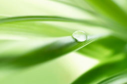 绿叶上晶莹剔透的水滴唯美意境图片