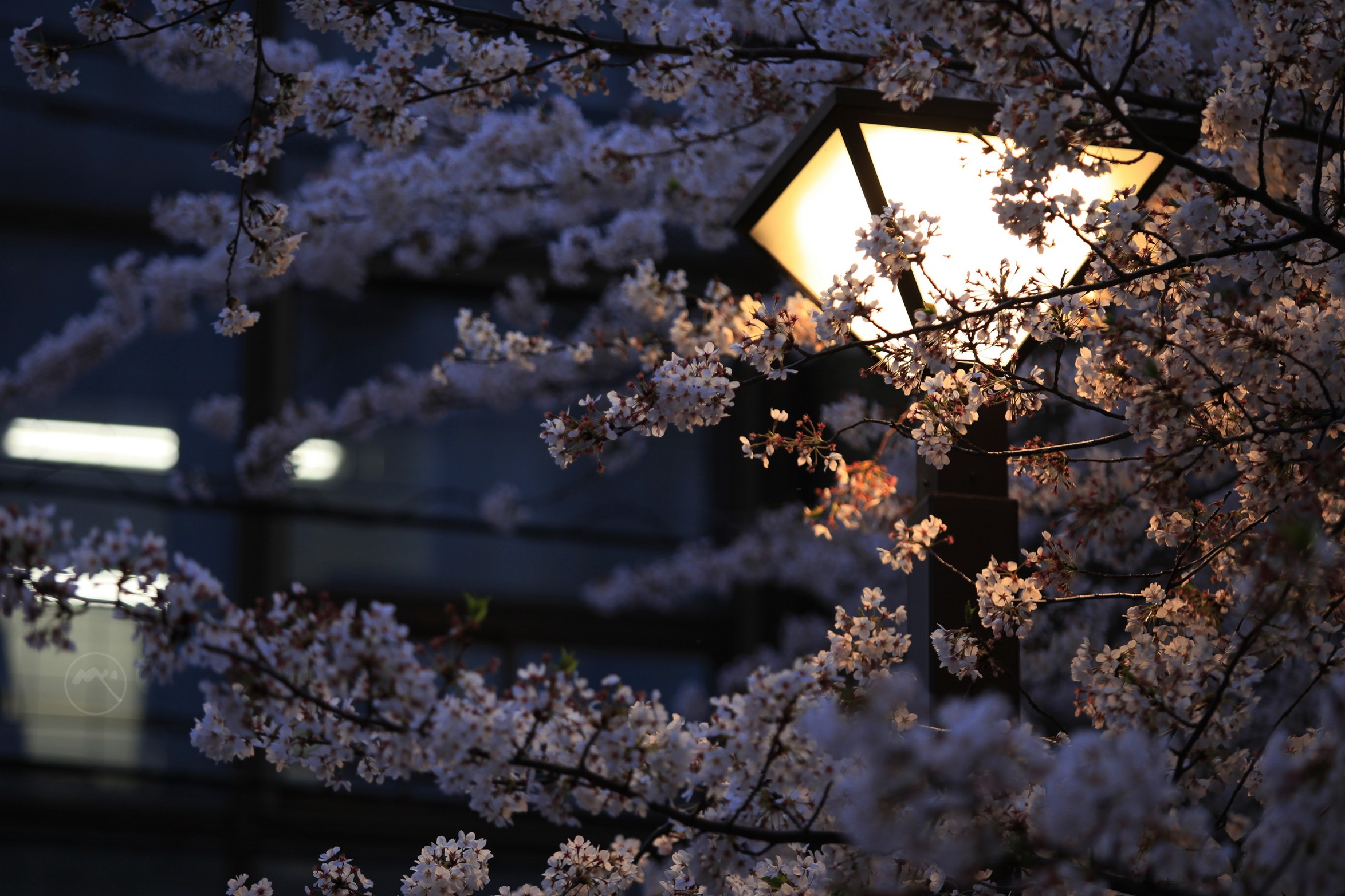 日本樱花夜景唯美高清图片大全