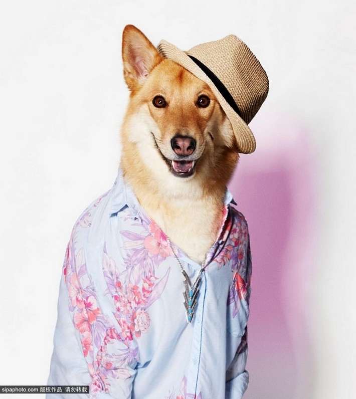 意大利服饰设计的潮流狗狗装图片