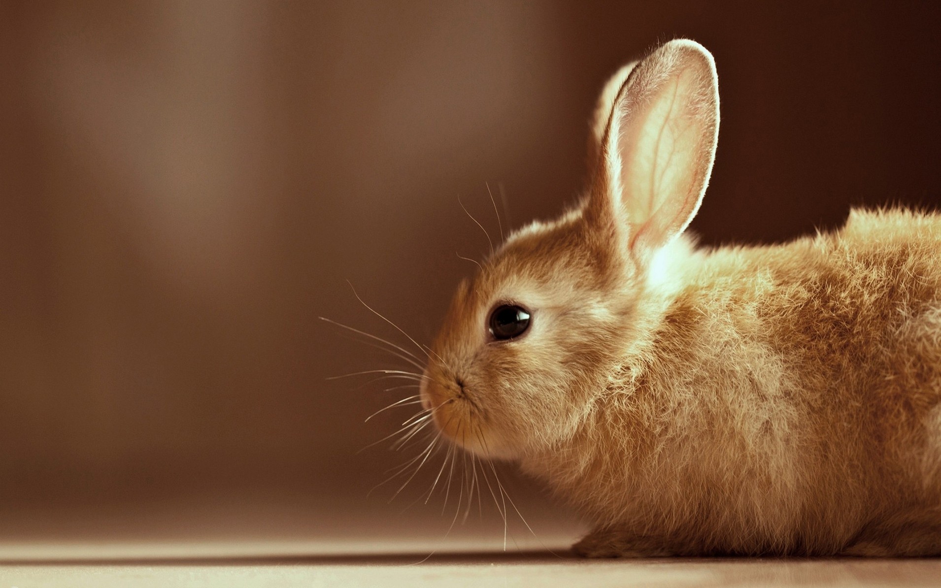 毛茸茸的可爱小兔子唯美高清图片