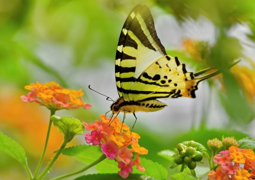 美丽无比的蝴蝶精美壁纸图片