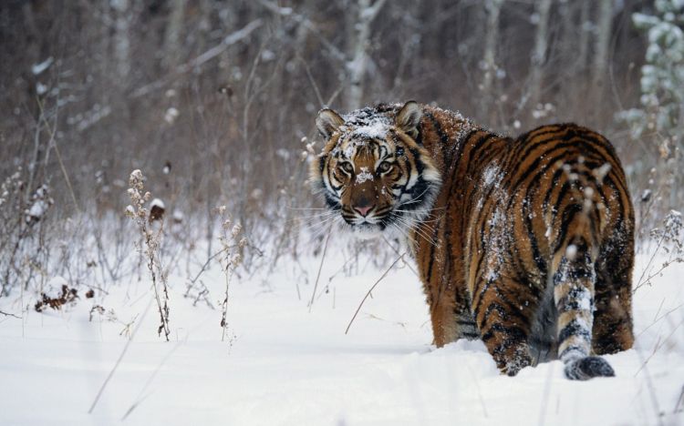 大雪中凶猛的老虎高清桌面壁纸