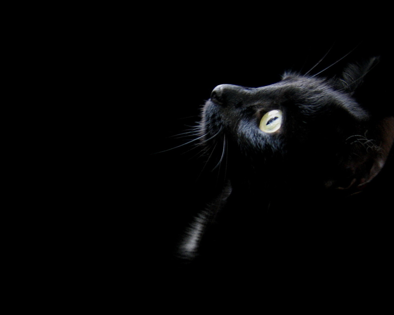 懒洋洋的小黑猫高清桌面壁纸精选