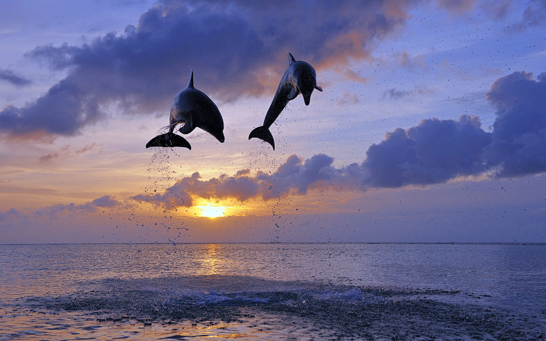 近距离拍摄海洋中的精灵海豚写真