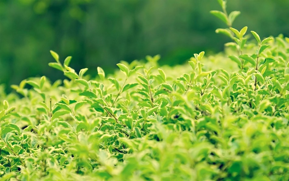 摄影清新迷人的漂亮花卉高清图片