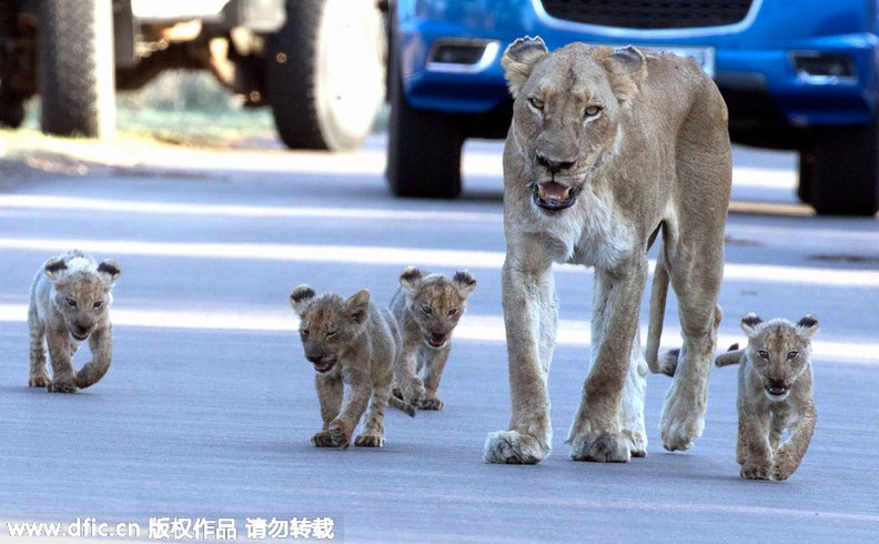 霸气的母狮一家子横穿马路趣图集