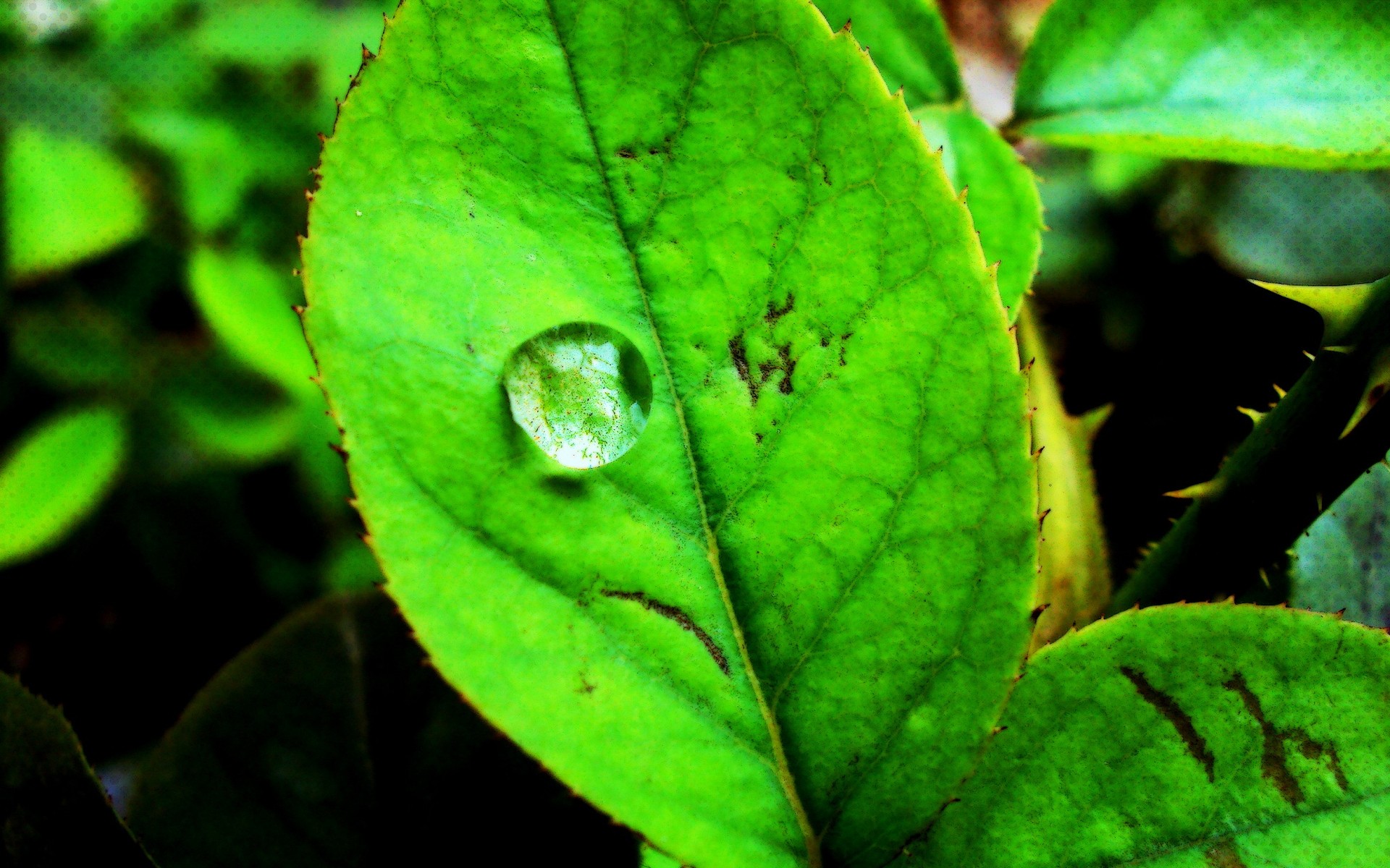 充满活力的绿色清新植物高清图片