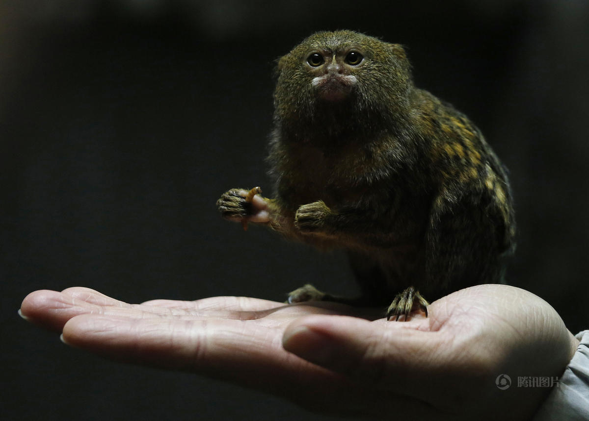 世界上最迷你猴子高三厘米趣图集