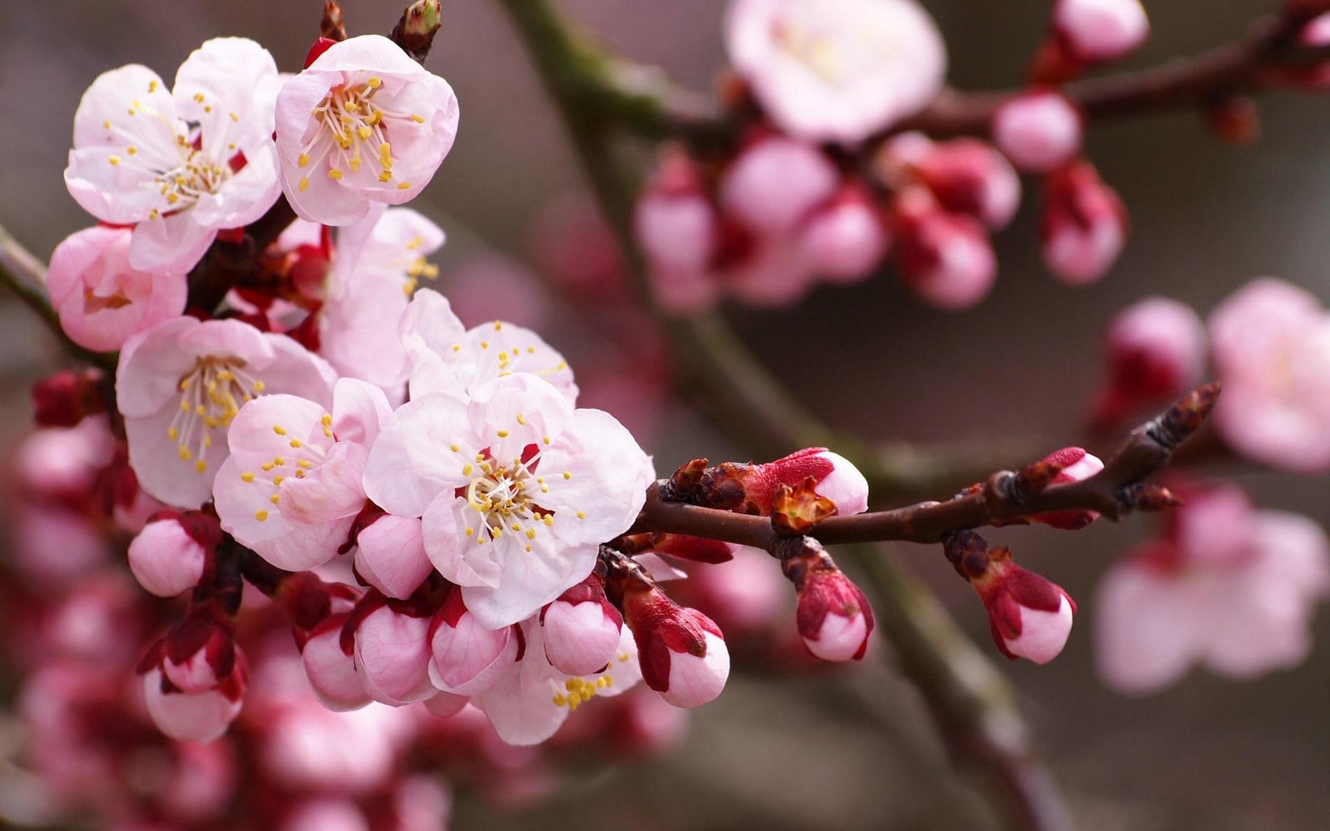 春季新生的唯美清新植物花卉图片