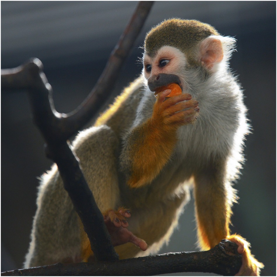 精选调皮可爱的猴子高清动物图片