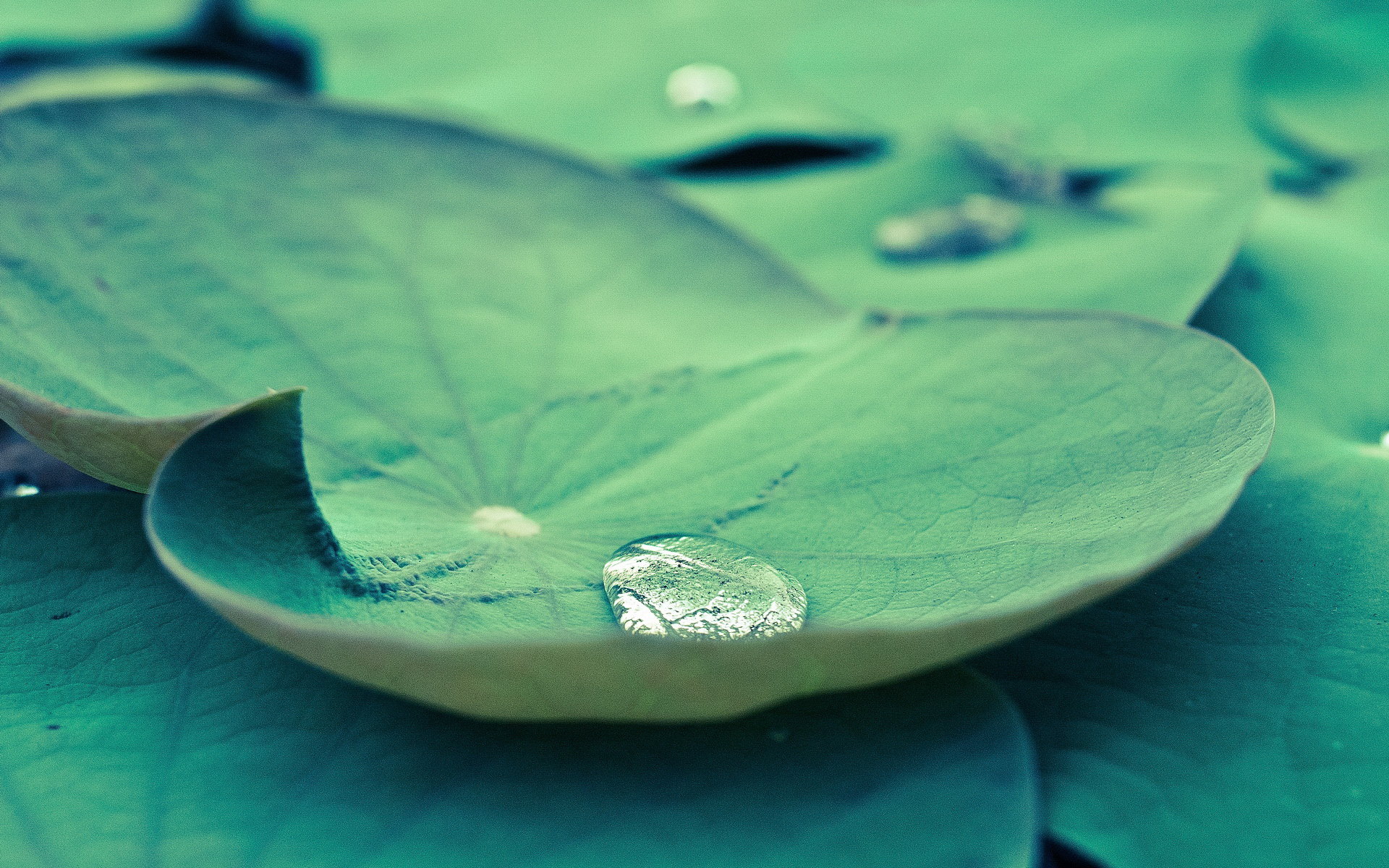 清新自然的植物写真唯美高清图片