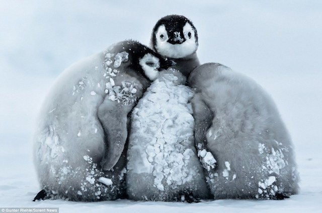 有趣可爱的南极企鹅神表情图片集