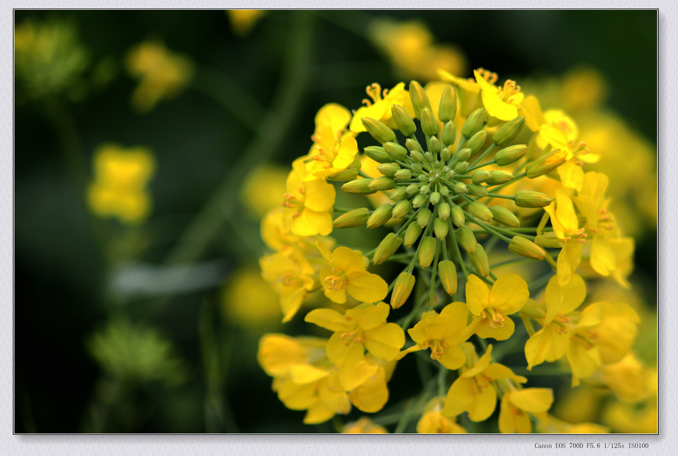 精选春日里油菜花海高清花卉图片