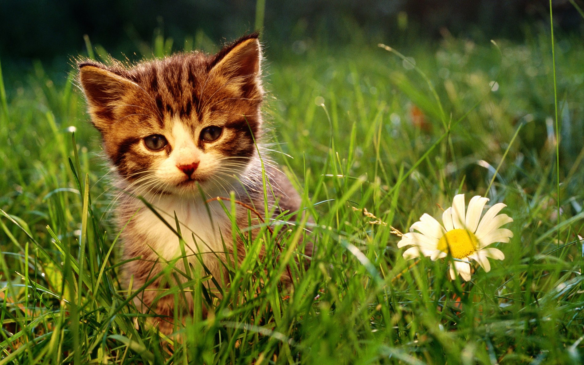 超可爱萌萌的小猫咪高清动物图片