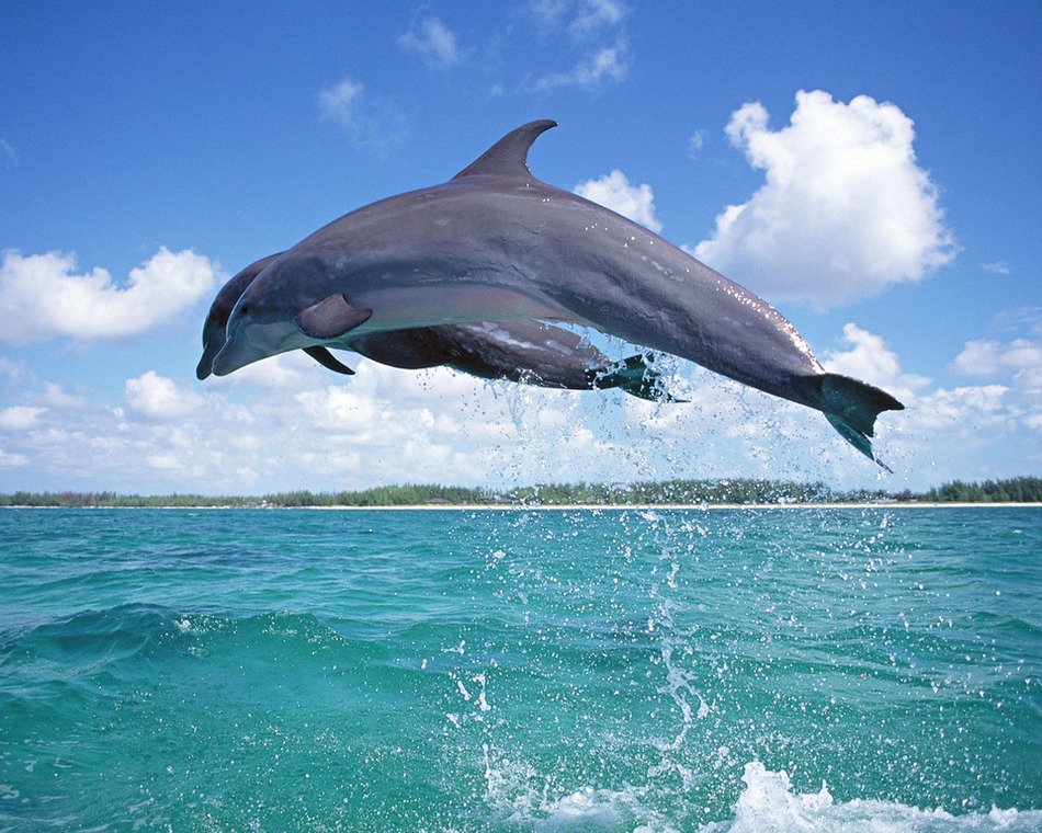 美丽的动物海豚精美高清图片大全