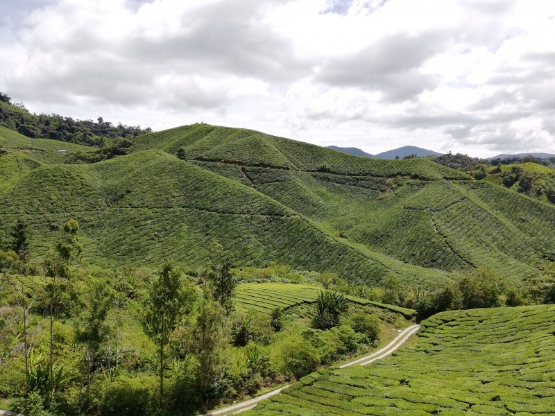 绿意盎然的茶山清新风景图片合集 (12)