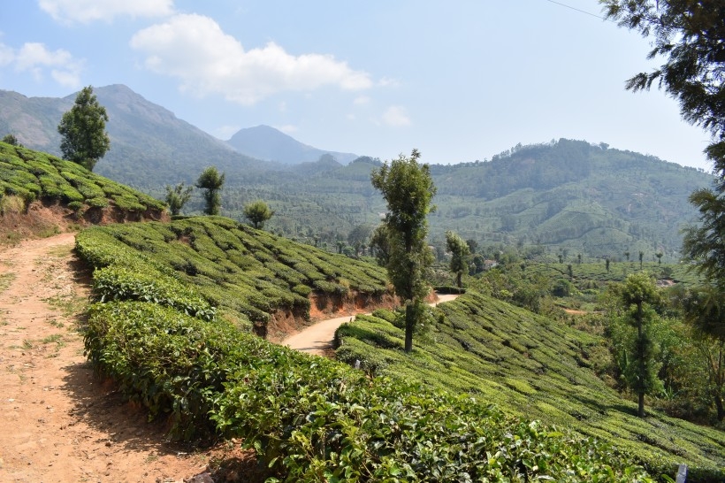 绿意盎然的茶山清新风景图片合集 (10)