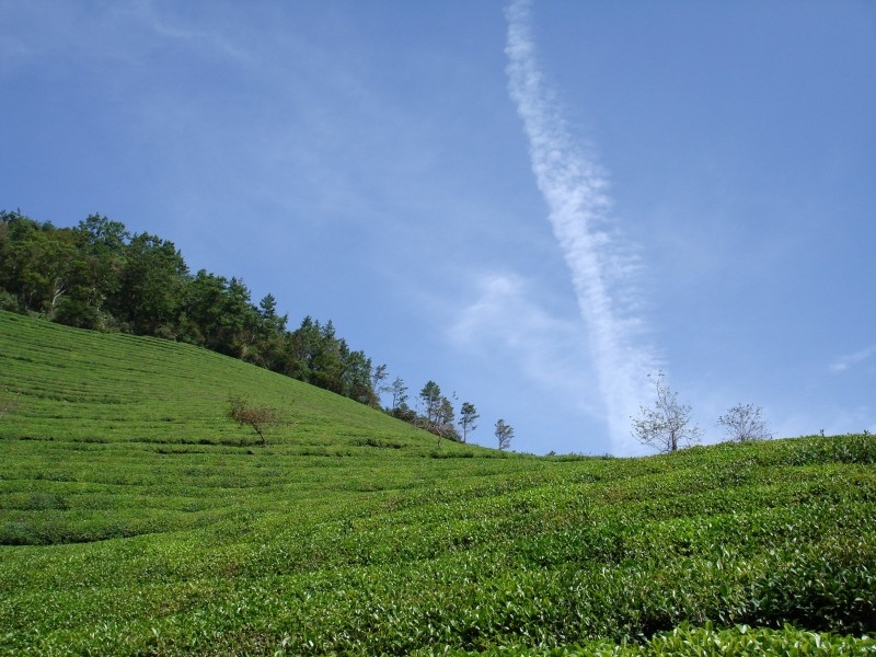 绿意盎然的茶山清新风景图片合集 (6)