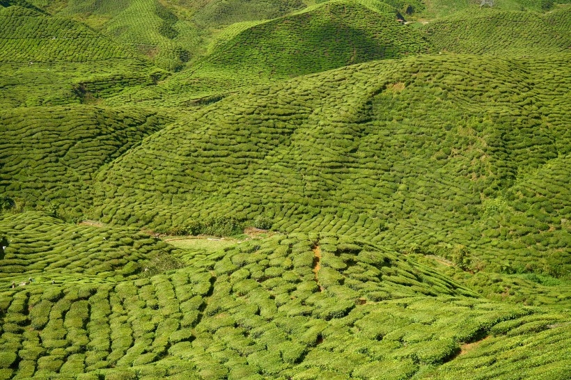 绿意盎然的茶山清新风景图片合集 (5)