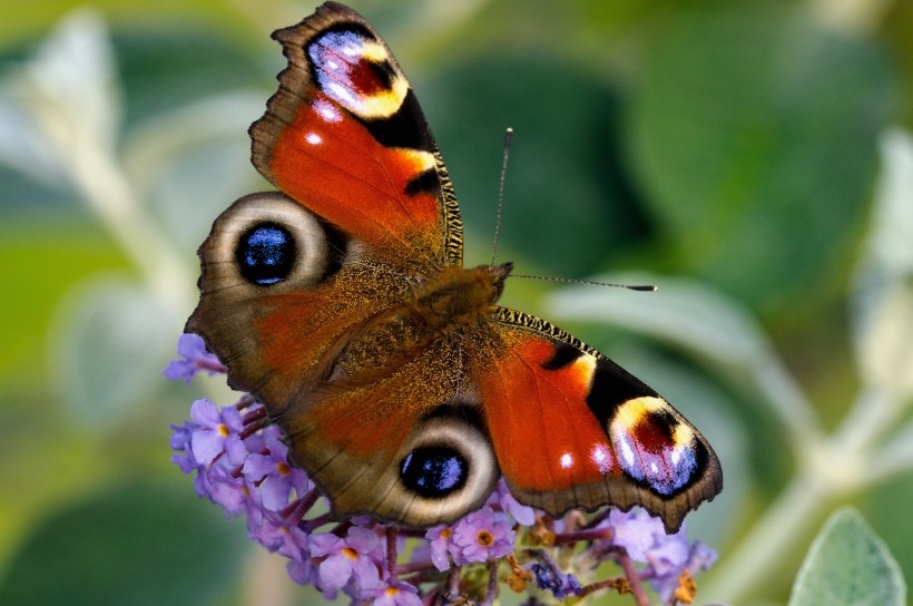 真实孔雀蝴蝶在花朵上的图片 (2)