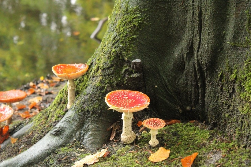 森林里的红伞白点毒蘑菇图片