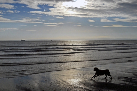 蓝天白云下小狗海边玩耍唯美意境图片