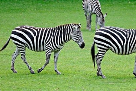 非洲草原上可爱斑马高清图片