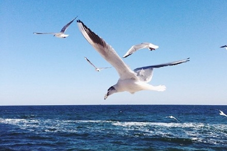 蓝天大海海鸥浪漫唯美背景图片