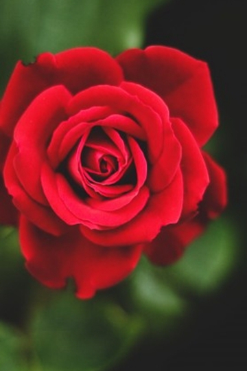 火红热烈的玫瑰花朵图片