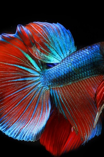 漂亮的泰国斗鱼高清图片