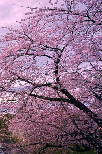 满树烂漫粉色樱花唯美高清图片