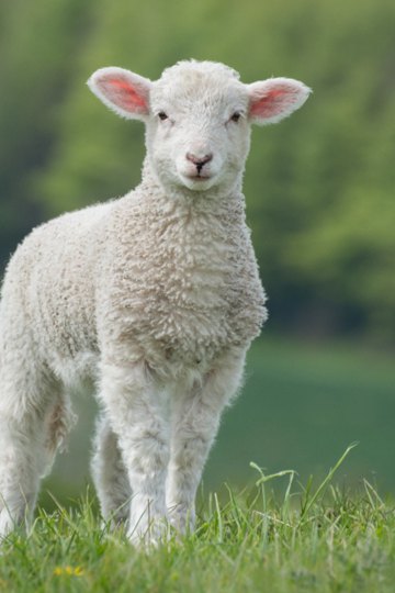 好可爱小羊羔幼崽图片