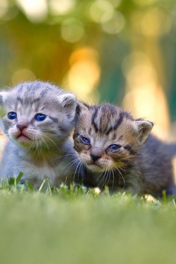 两只明亮的大眼睛可爱的小猫咪图片