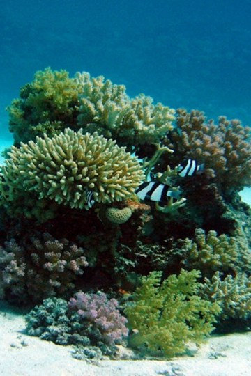 大海里的珊瑚拍摄图片