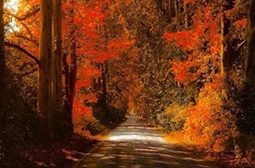 深秋唯美迷人的金黄树林意境风景图片
