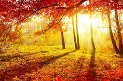 深秋美丽的枫叶林自然风景图片赏析