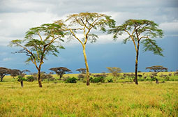 大自然中的非洲草原风景图片素材