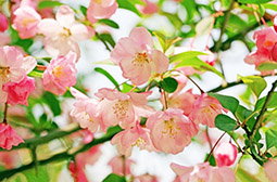 艳丽照人的粉色海棠花花卉图片