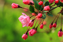 中国特有植物垂丝海棠开花图片