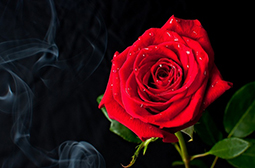 浪漫甜蜜的红色玫瑰花图片壁纸