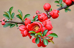 枝头绽放的鲜艳海棠花卉植物图片