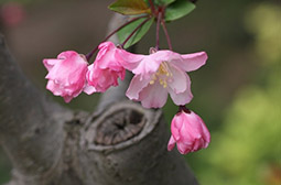 唯美近拍粉色垂丝海棠花卉图片
