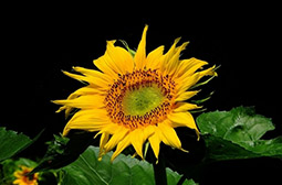 生命力旺盛的向日葵高清花卉图片