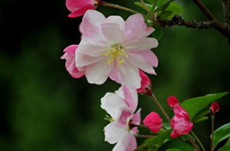 观赏美丽高雅的海棠花植物图片