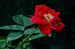 艳丽迷人的红玫瑰花唯美花卉图片
