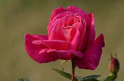 美丽娇艳的玫瑰花花卉壁纸图片大全